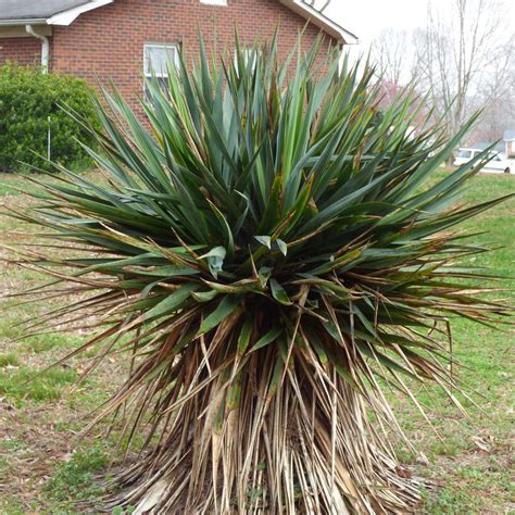 yucca turning brown