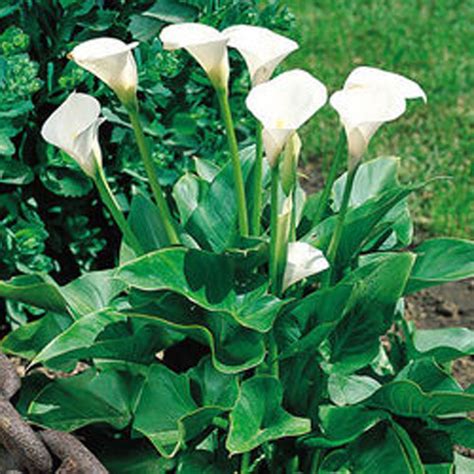 zantedeschia aethiopica arum lily