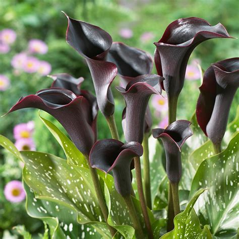zantedeschia cantor