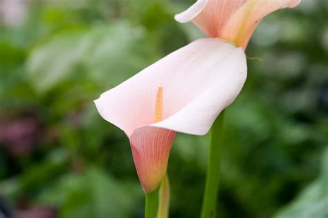 zantedeschia lily