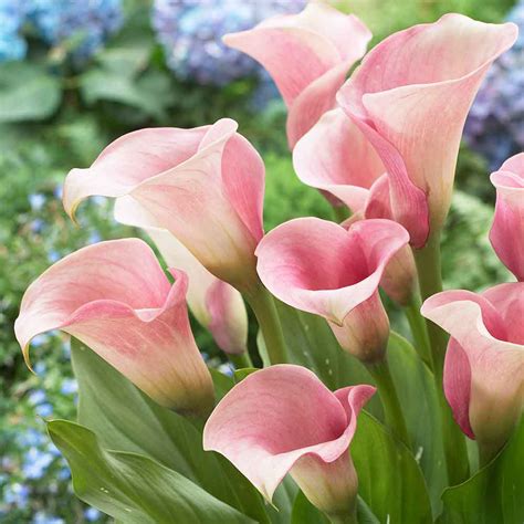 zantedeschia pink calla lily