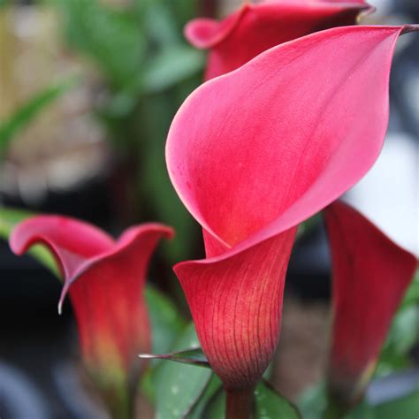 zantedeschia red