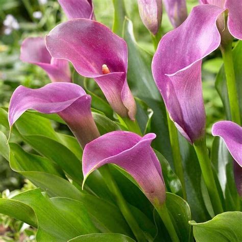 zantedeschia violet