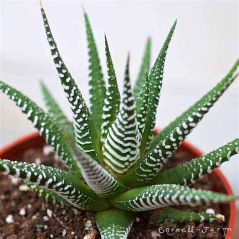 zebra cactus flower
