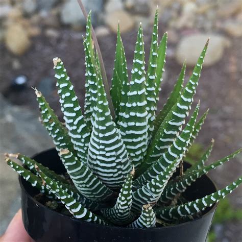 zebra plant succulent flower