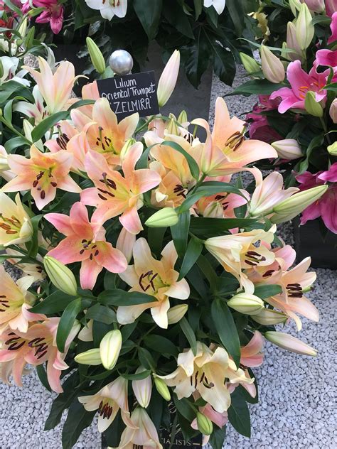 zelmira lily