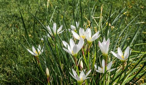 zephyranthes