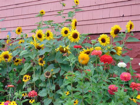zinnia and sunflower garden