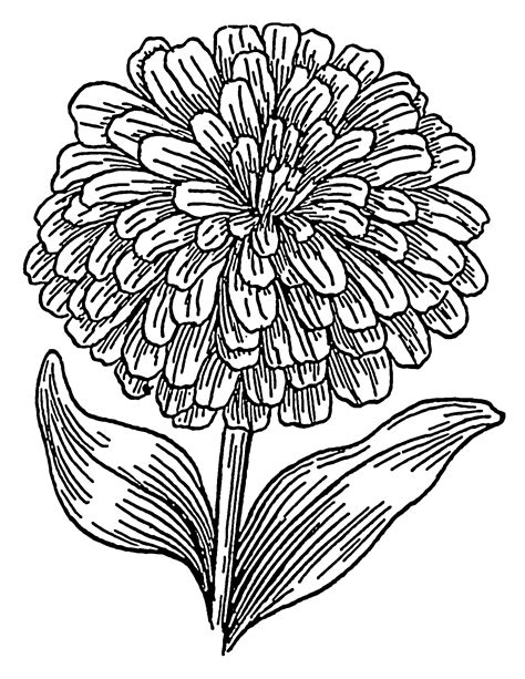 zinnia coloring page