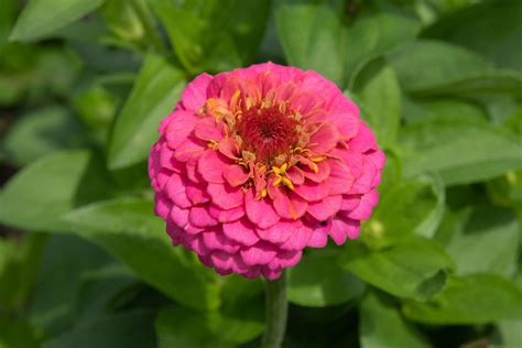 zinnia garden