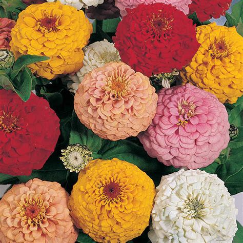 zinnia oklahoma mix