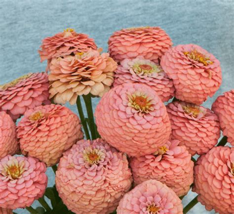 zinnia oklahoma salmon