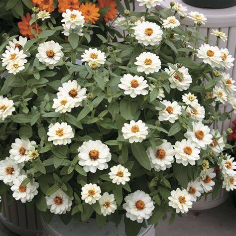 zinnia profusion white