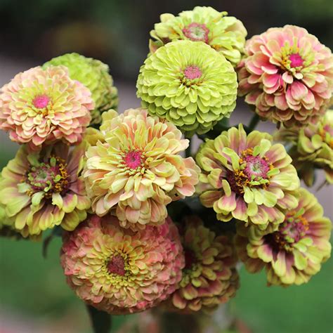 zinnia queeny lime with blotch
