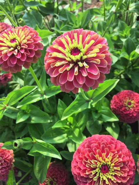 zinnia red lime