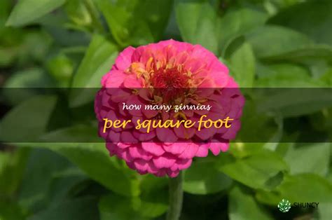 zinnias per square foot