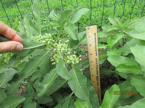 zizotes milkweed