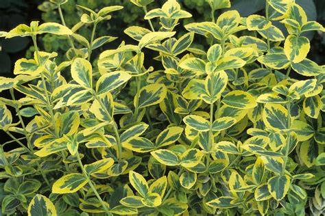 zone 3 evergreen plants