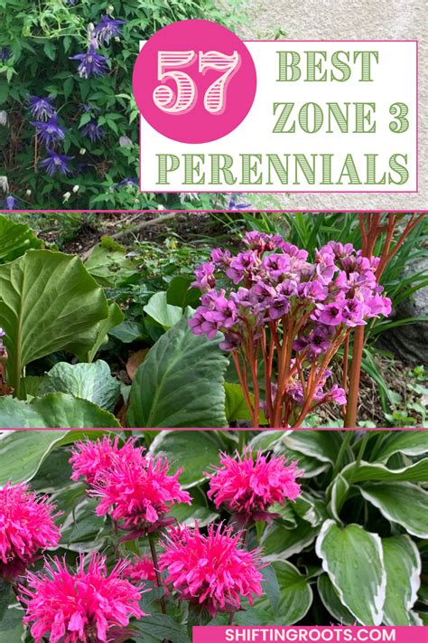 zone 3 perennial