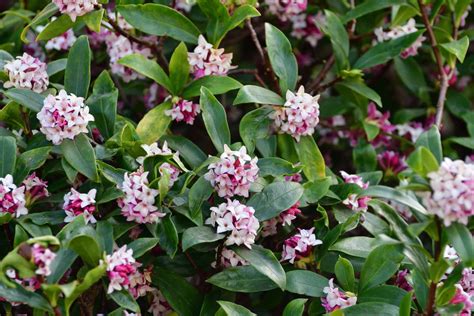 zone 4 evergreen shrubs