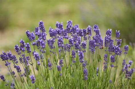 zone 4 lavender