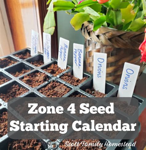 zone 4 seed starting