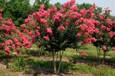 zone 5 crepe myrtle trees