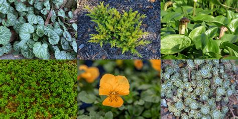 zone 6 ground covers