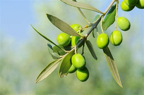 zone 7 olive trees