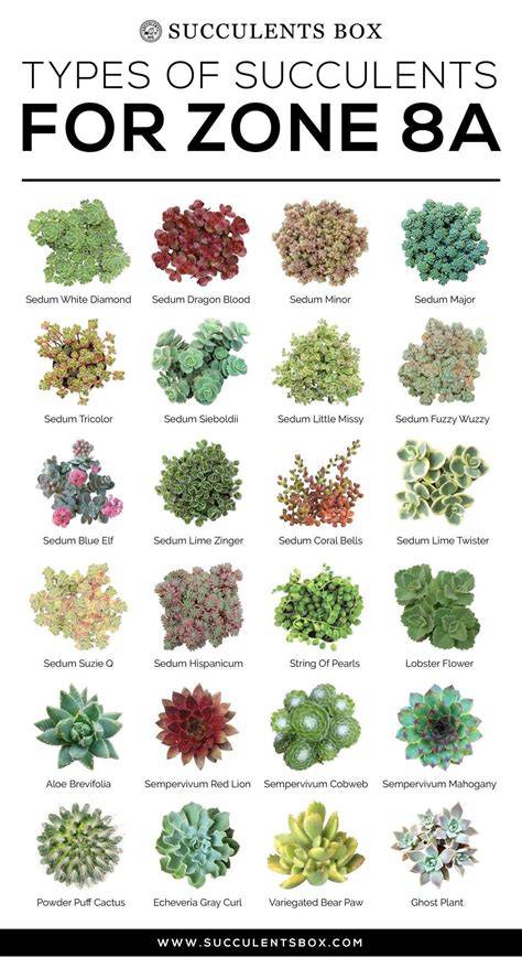 zone 8 shrubs