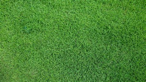 zoysia grass care