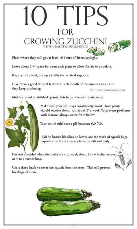 Zucchini Companion Plant Benefits
