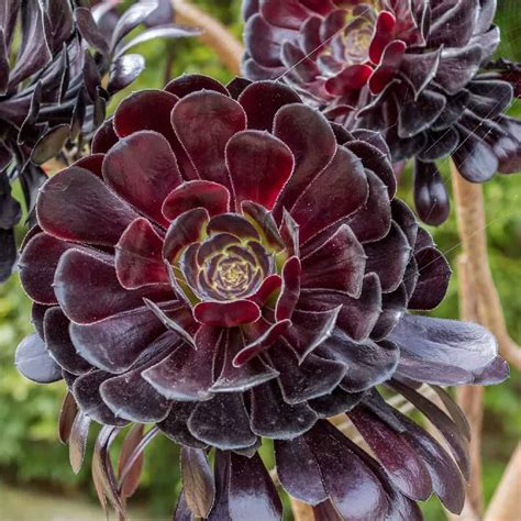 zwartkop succulent